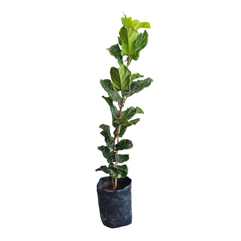 Ficus Lyrata/ Pandurata