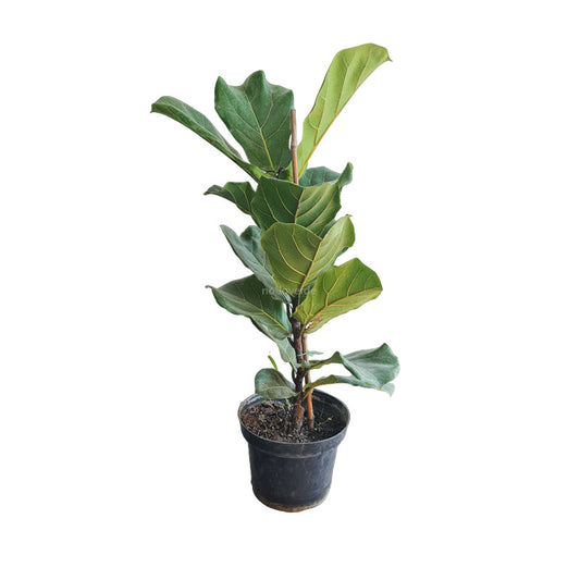 Ficus Lyrata/ Pandurata