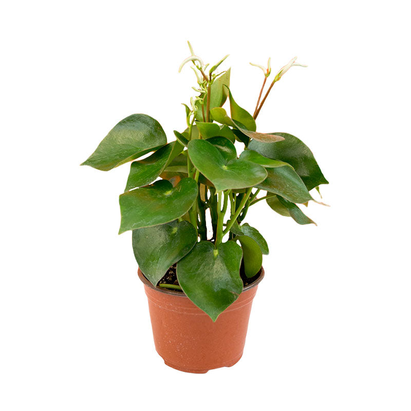 Peperomia Polybotrya | Corazón de María