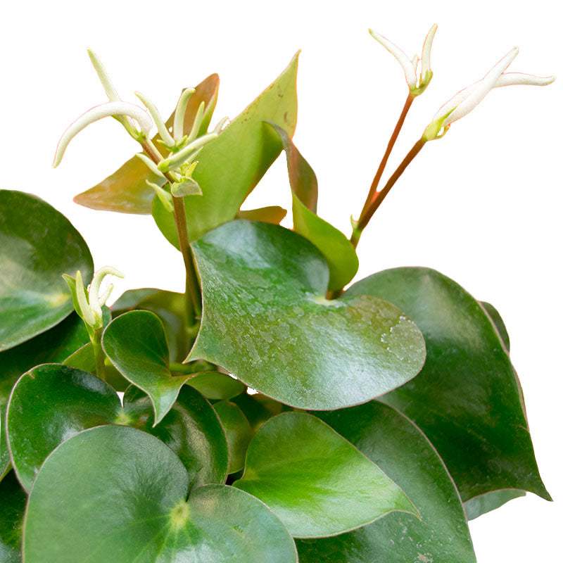 Peperomia Polybotrya | Corazón de María