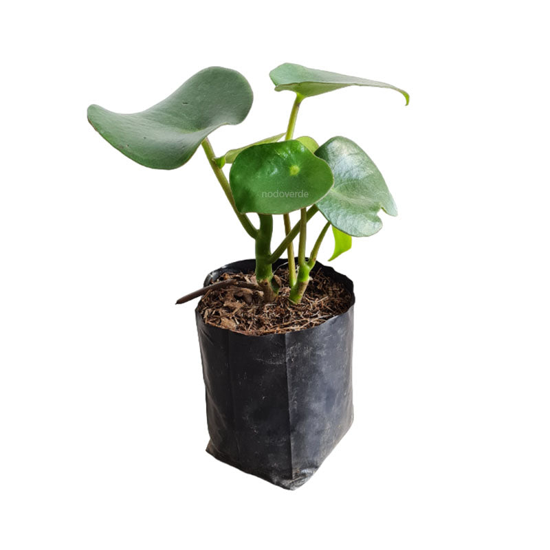 Peperomia Polybotrya | Corazón de María