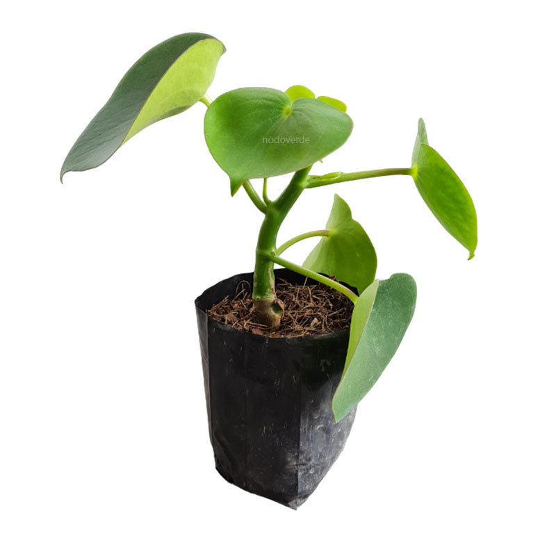 Peperomia Polybotrya | Corazón de María