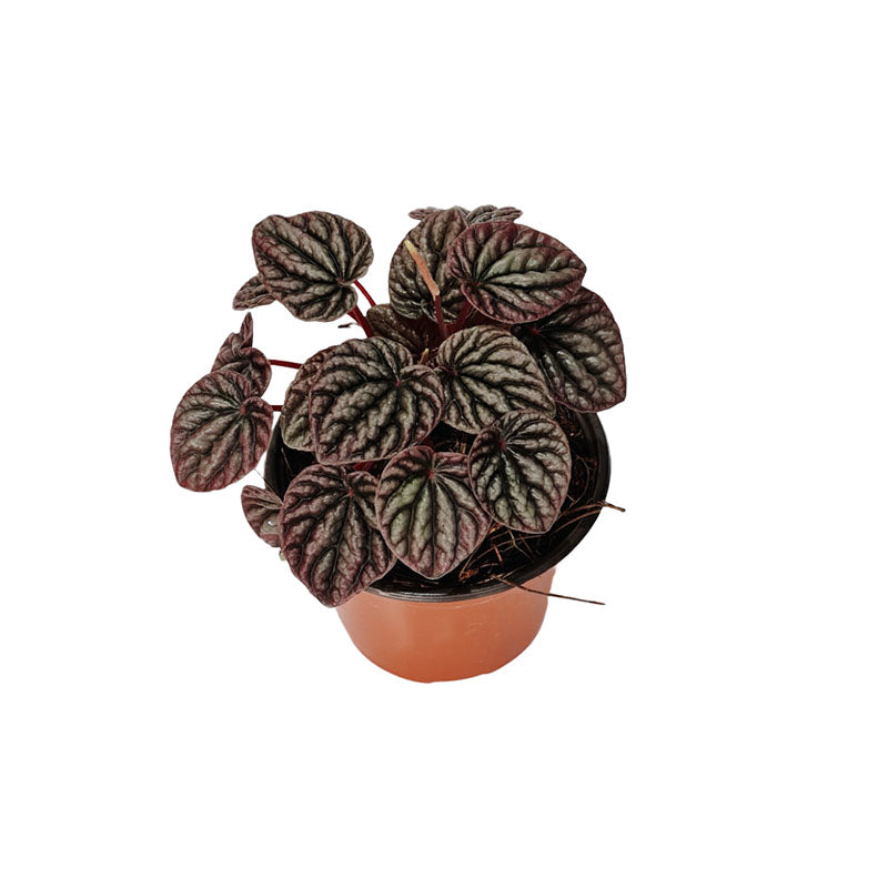 Peperomia Caperata "Cáscara de nuez"
