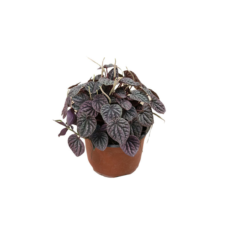 Peperomia Caperata "Cáscara de nuez"