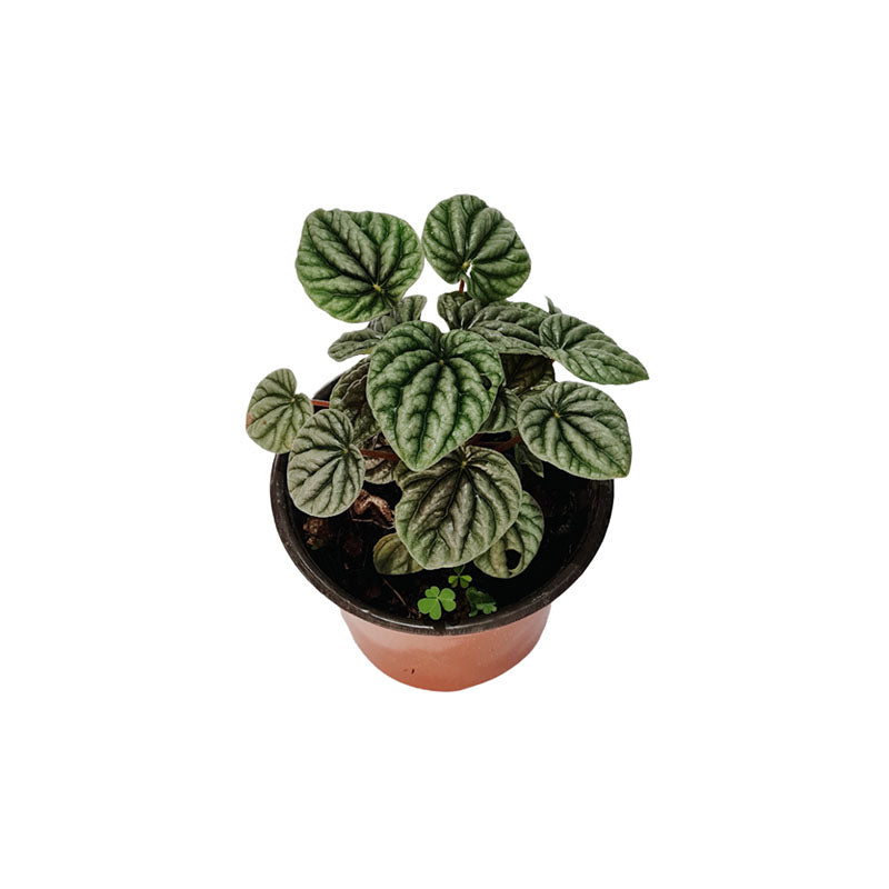 Peperomia Caperata "Cáscara de nuez"