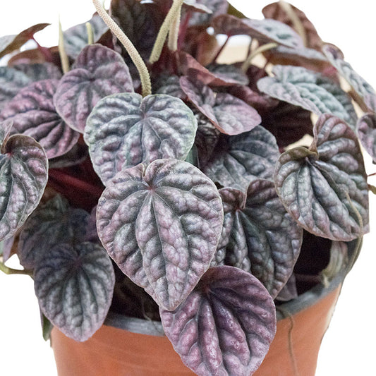 Peperomia Caperata "Cáscara de nuez"