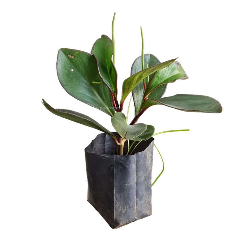 Peperomia