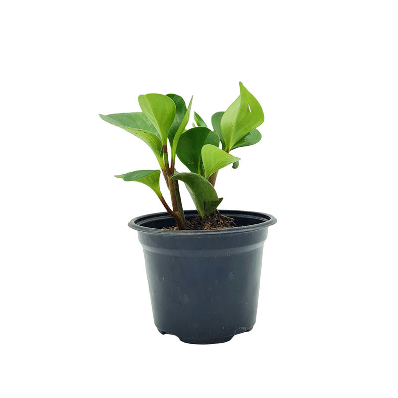 Peperomia