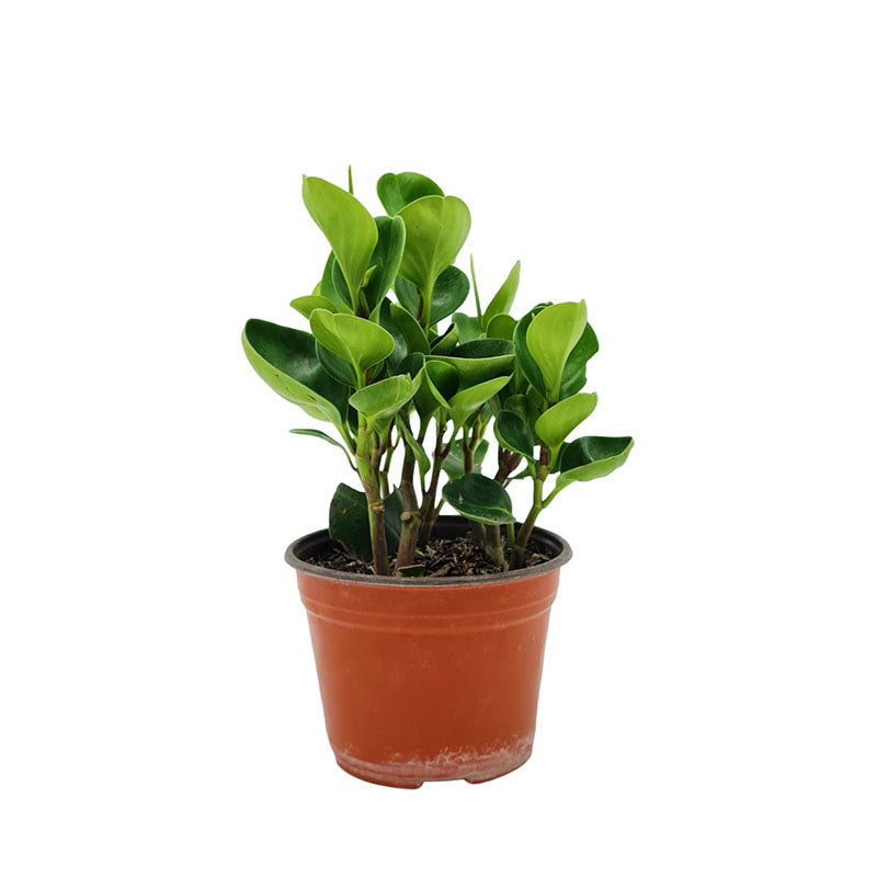 Peperomia