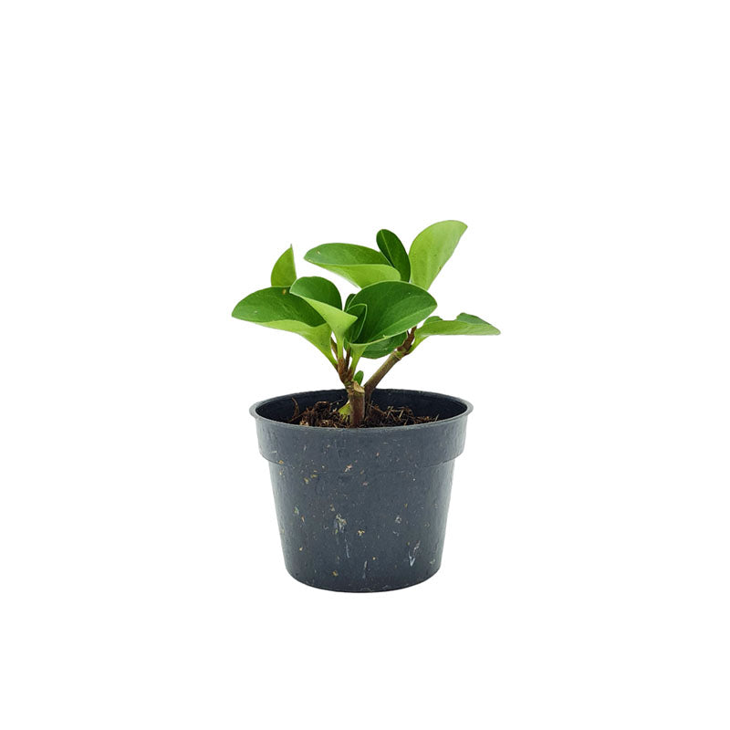 Peperomia