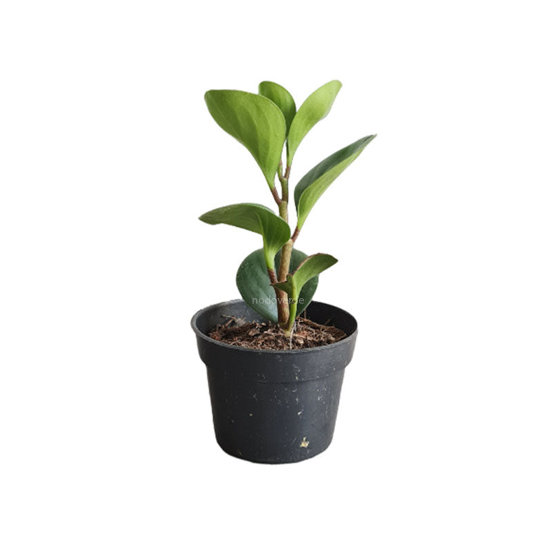 Peperomia