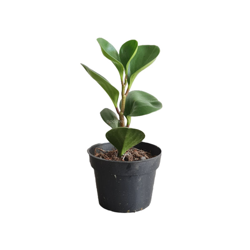 Peperomia