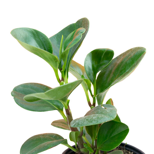 Peperomia
