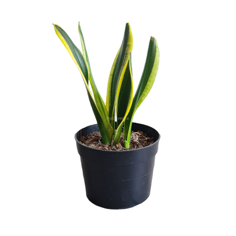 Sansevieria Trifasciata Laurentii