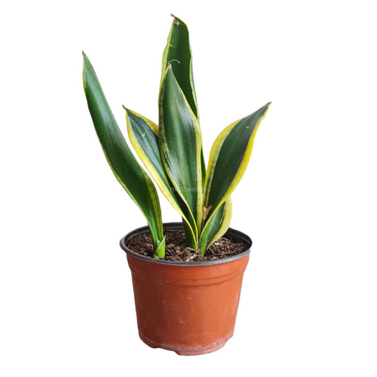 Sansevieria Trifasciata Laurentii