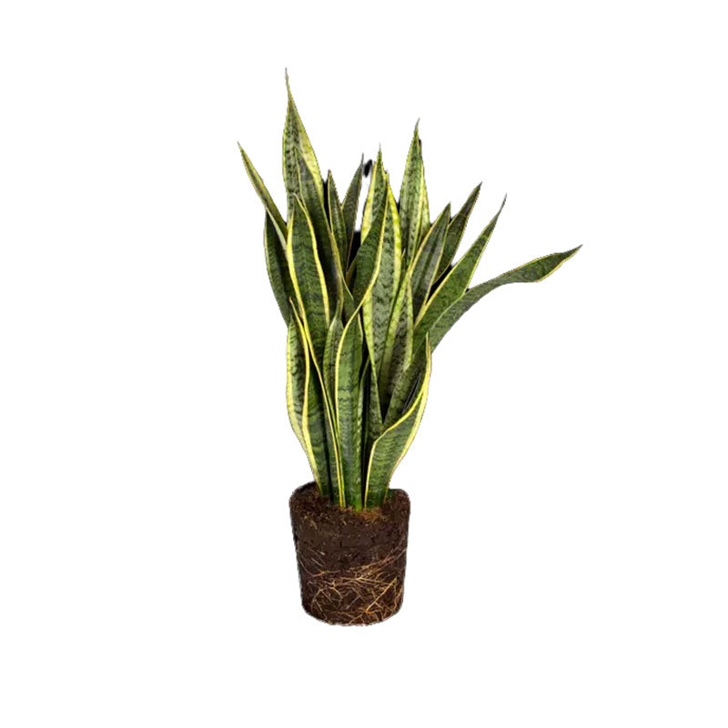 snake plant en español Sansevieria Trifasciata Laurentii – NODO VERDE