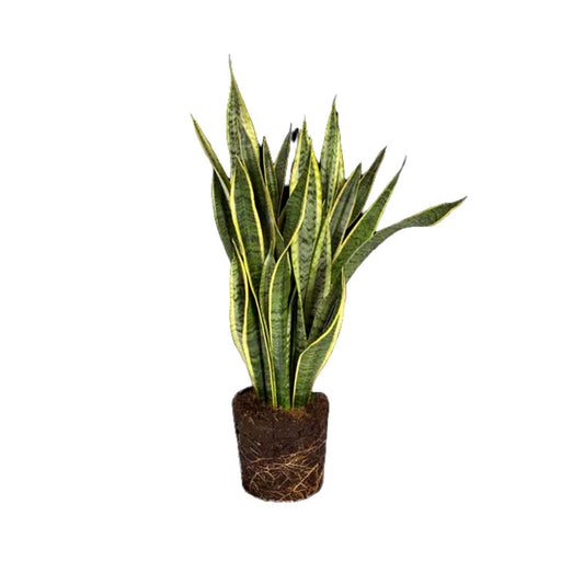 Sansevieria Trifasciata Laurentii