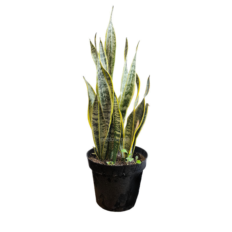 Sansevieria Trifasciata Laurentii