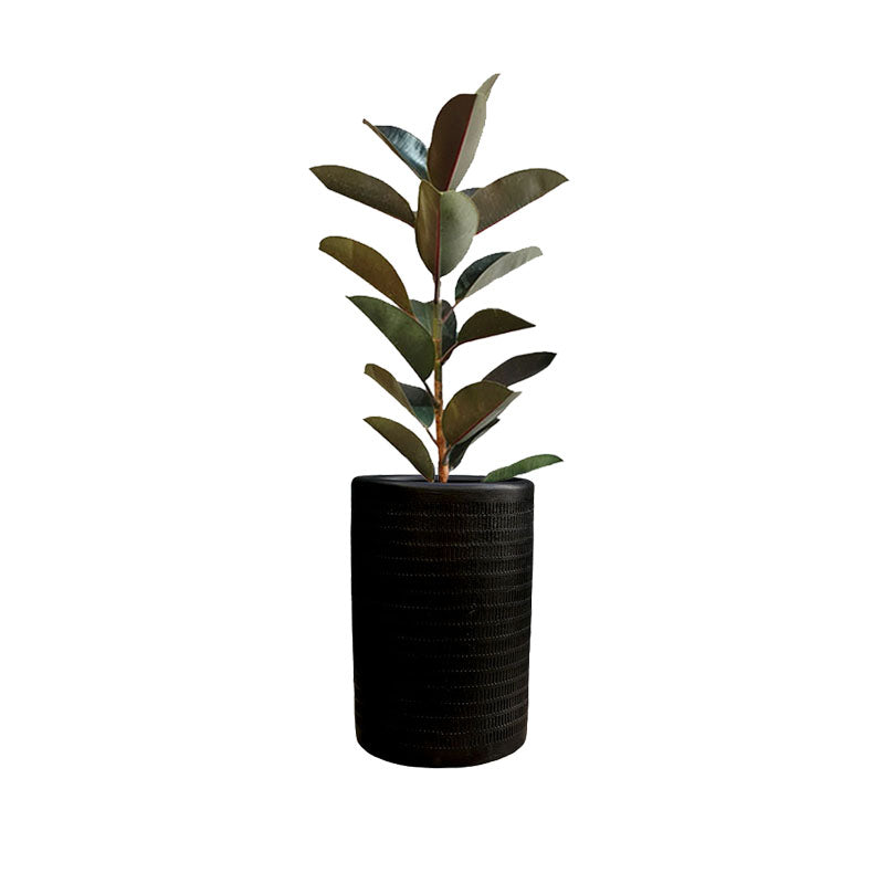 Cilindro Textura 45cm + Ficus Elástica