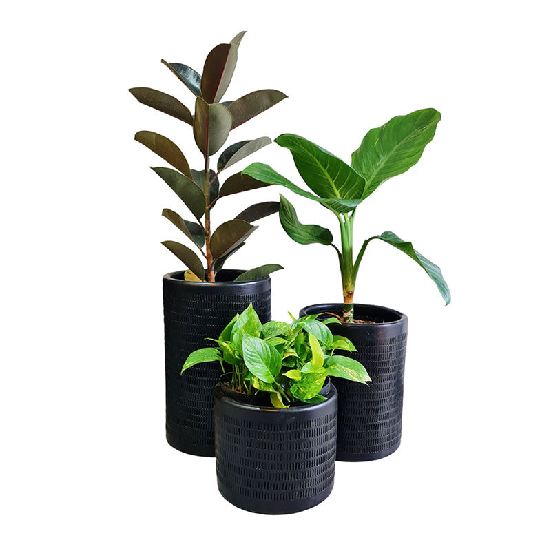 Combo Textura + Plantas