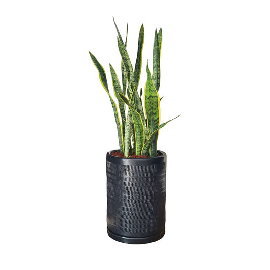 Cilindro Textura 40cm + Sansevieria Trifasciata