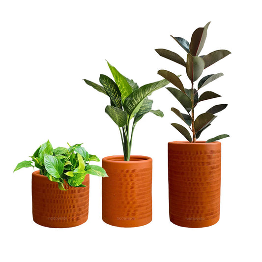 Combo Textura + Plantas