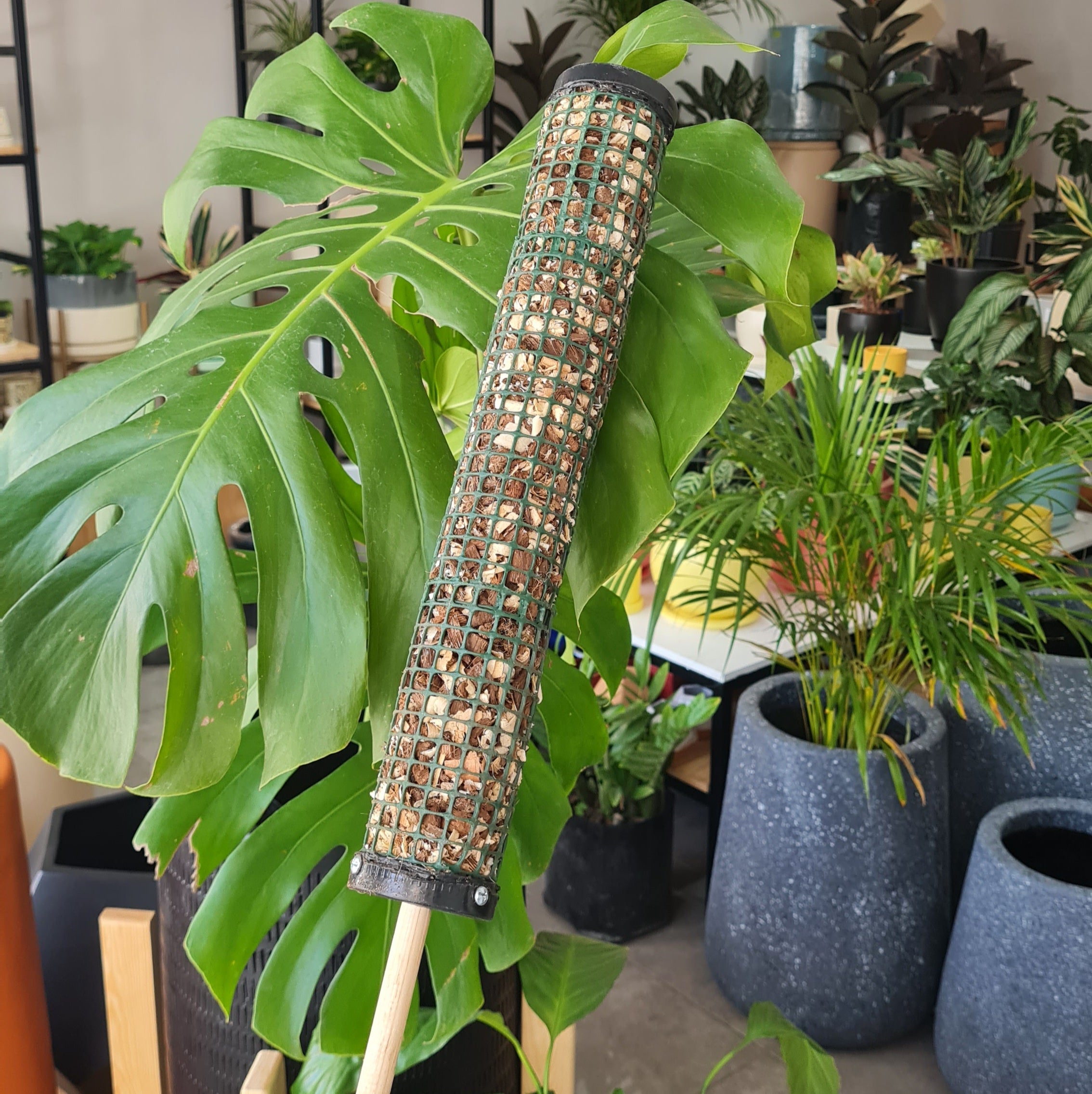 tutor planta monstera Tutor para plantas trepadoras guia – NODO VERDE