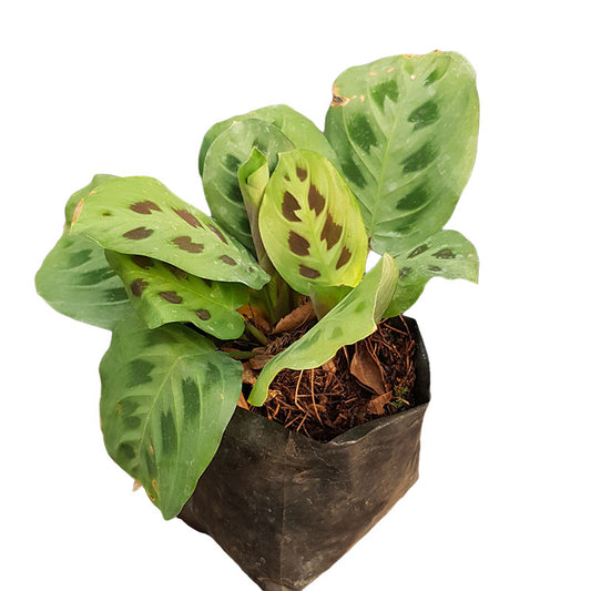Calathea Maranta