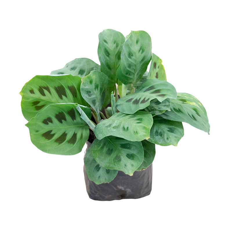 Calathea Maranta