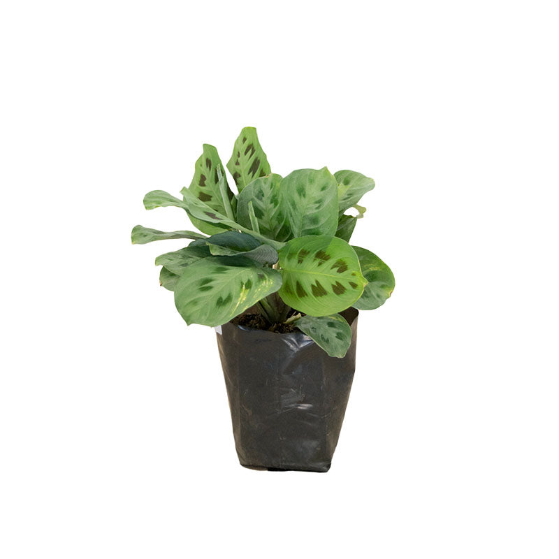 Calathea Maranta
