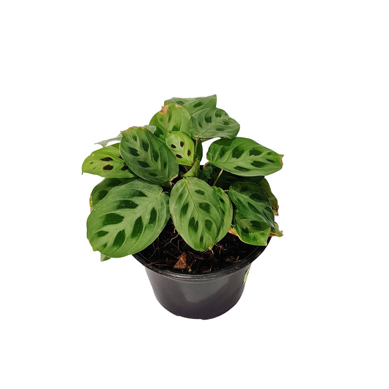 Calathea Maranta