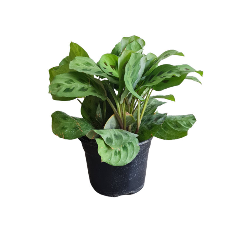 Calathea Maranta