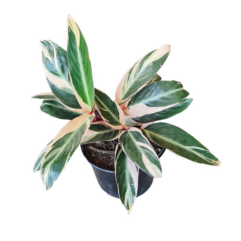 Calathea Triostar