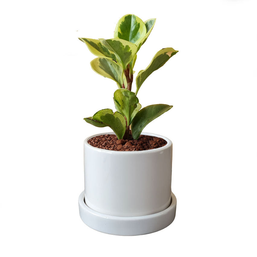 Cilindro + Peperomia