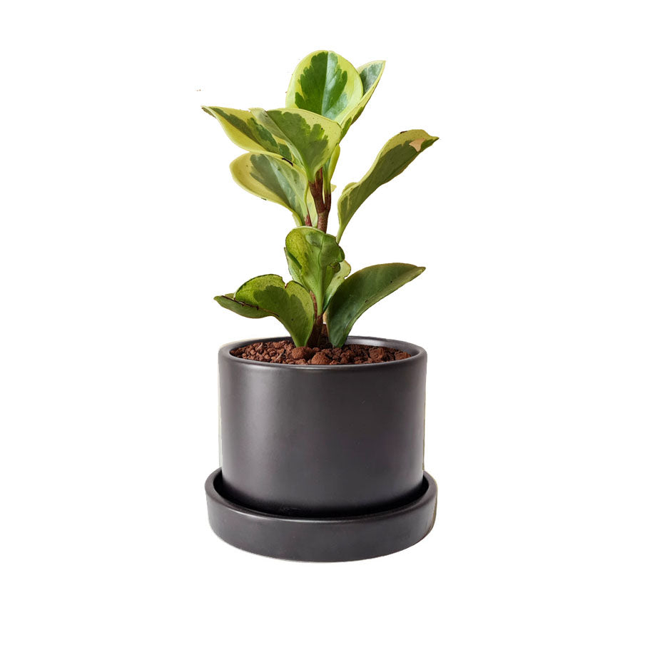 Cilindro + Peperomia