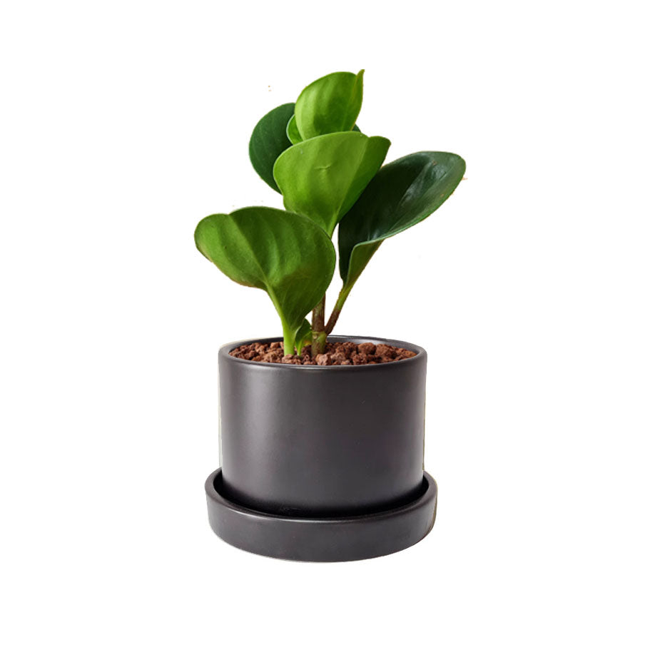 Cilindro + Peperomia