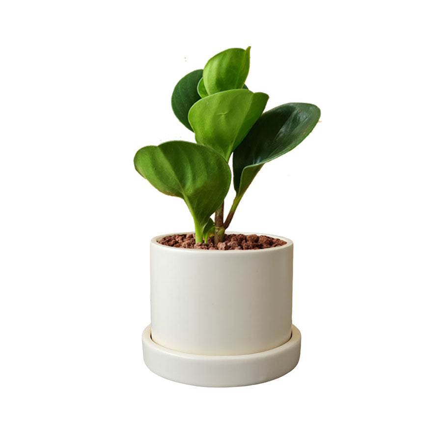 Cilindro + Peperomia