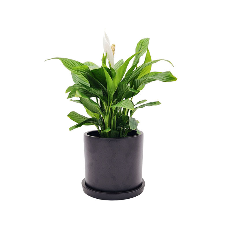 Cilindro Cerámica 15cm + Cuna de Moisés