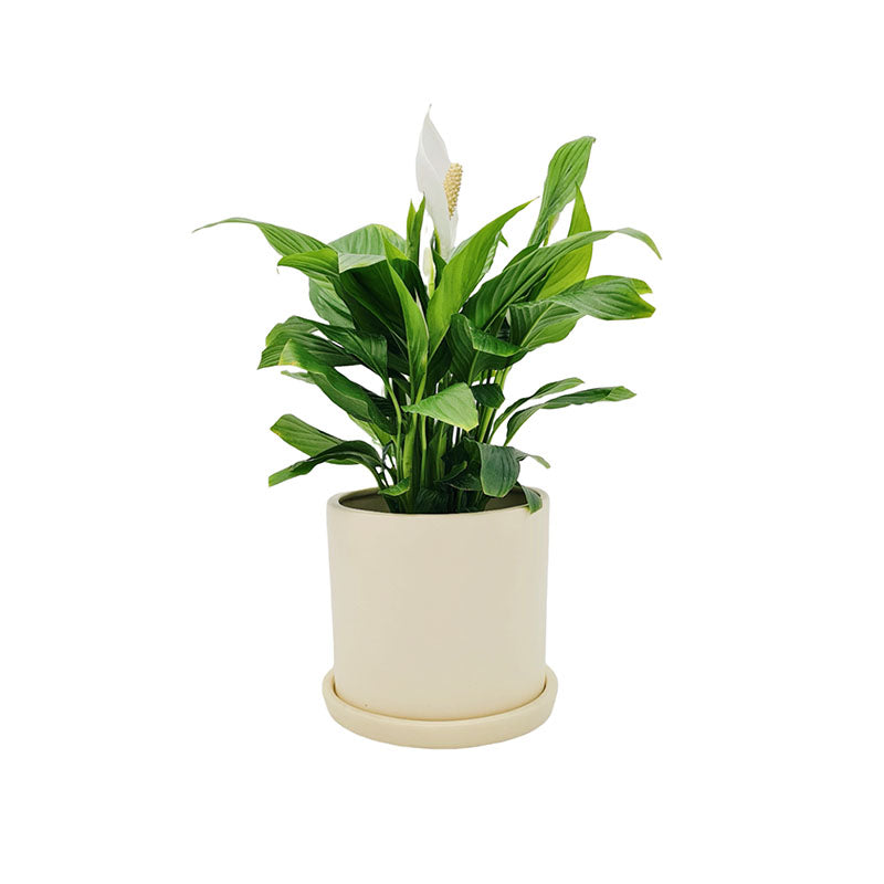 Cilindro Cerámica 15cm + Cuna de Moisés