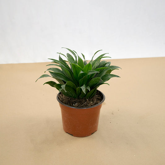 Dracena Janet Craig