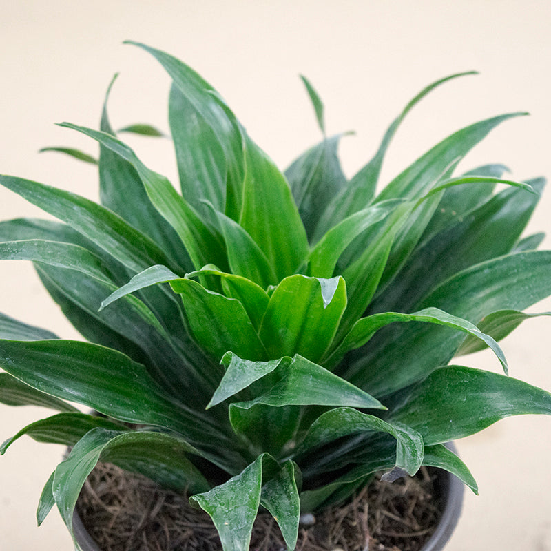 dracaena janet craig cuidados Dracena Janet Craig – NODO VERDE