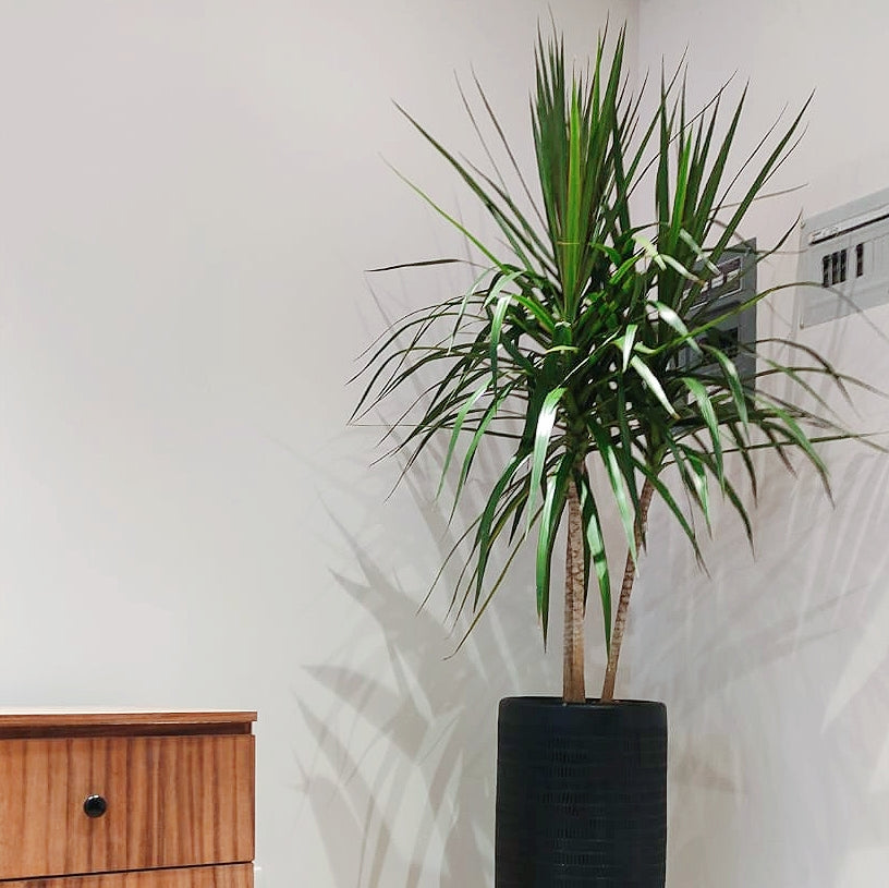 Dracena Marginata