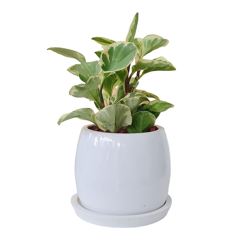 Maceta F1 + Peperomia