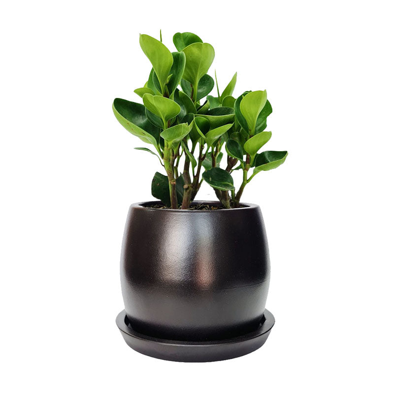 Maceta F1 + Peperomia