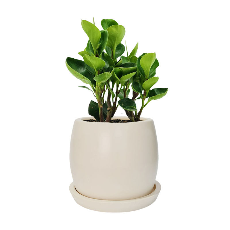 Maceta F1 + Peperomia