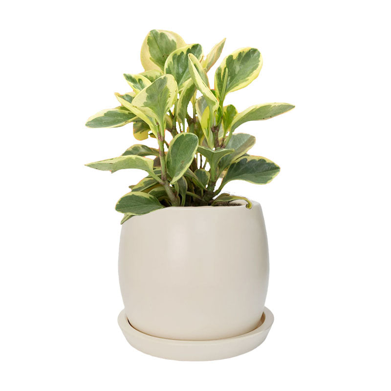 Maceta F1 + Peperomia