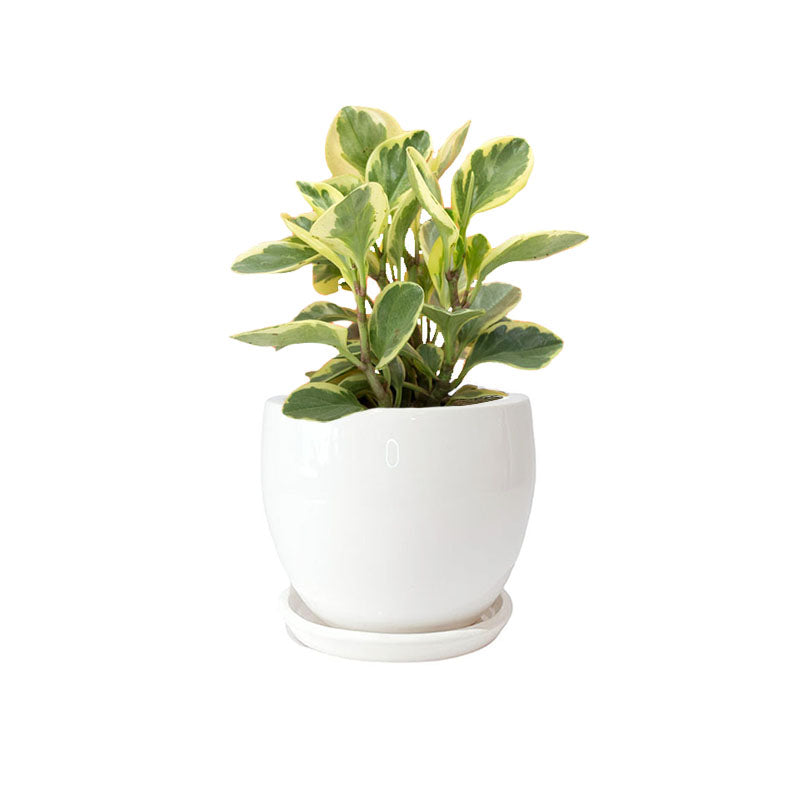 Maceta F2 + Peperomia