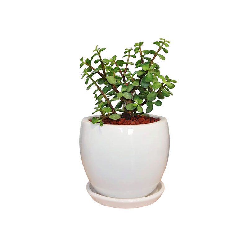 Maceta F2 + Árbol de la abundancia