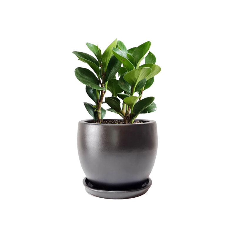 Maceta F2 + Peperomia