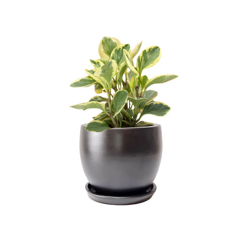 Maceta F2 + Peperomia